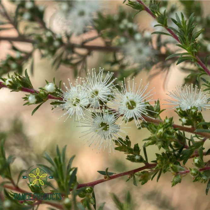 Kunzea Essential Oil Suppliers In Perth 