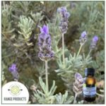 Lavender Australian Essential Oil